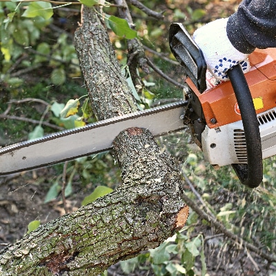 Tree Removal